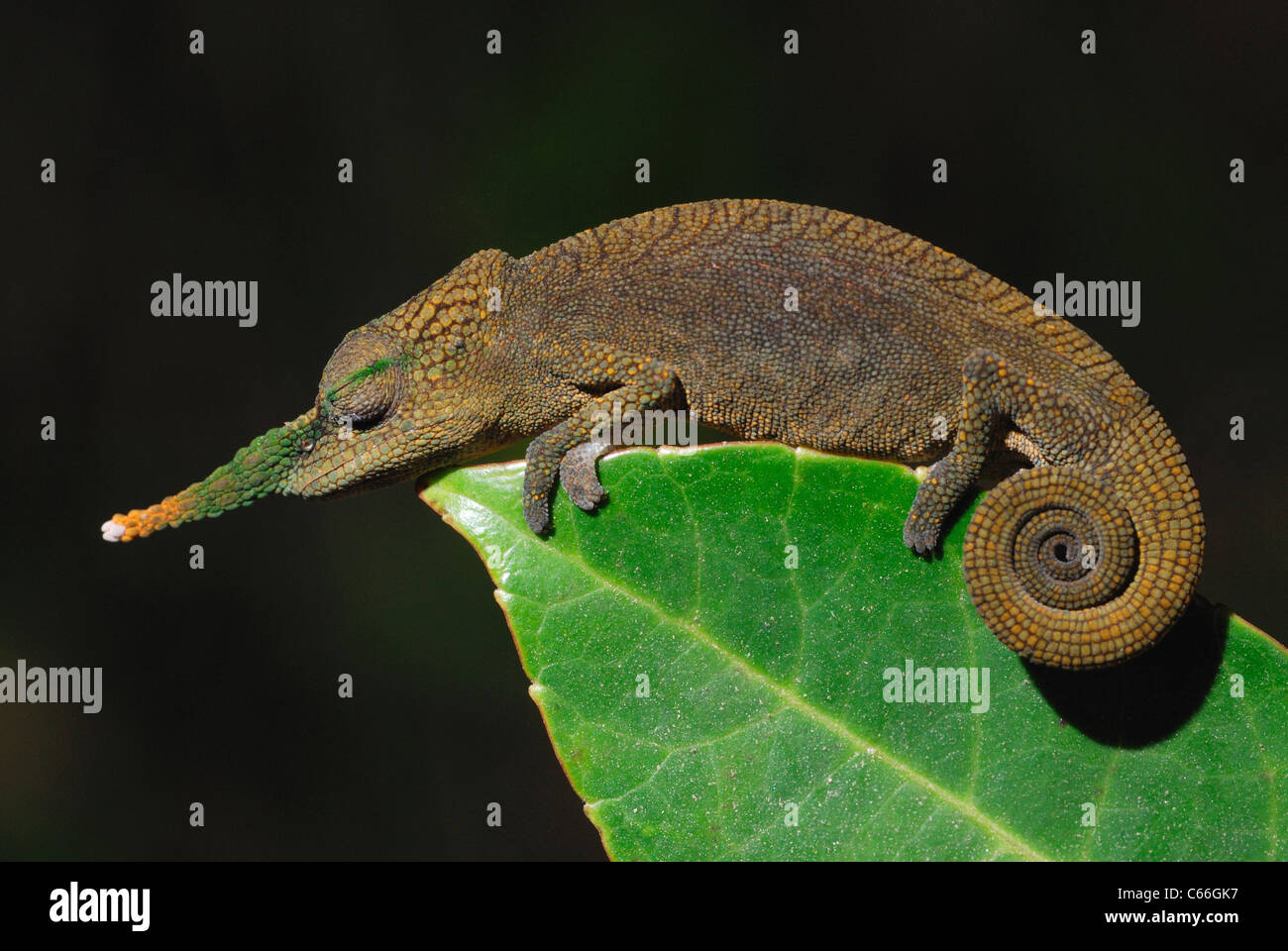 Homme Lance-nosed Caméléon Calumma (gallus) dans la forêt tropicale de Ambavaniasy, est de Madagascar. Août 2010. Banque D'Images