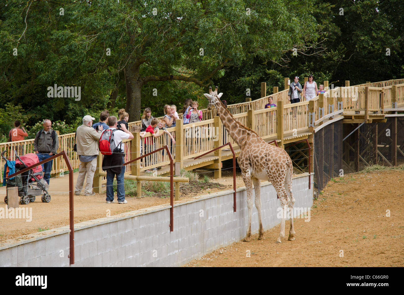 Les gens qui regardent une girafe dans Cotswold Wildlife Park à Burford, Oxfordshire, UK Banque D'Images