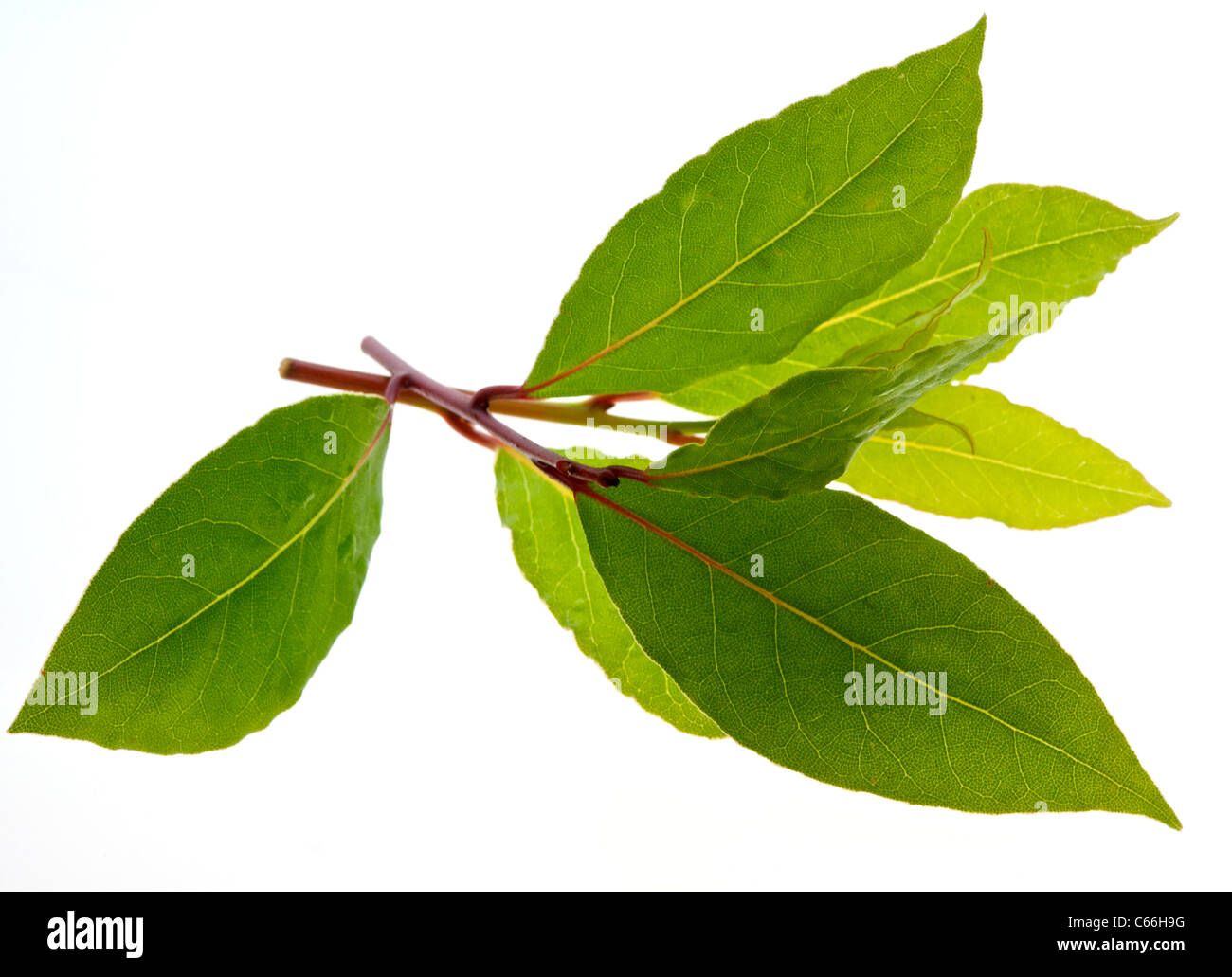 Herbes culinaires HERB SWEET BAY (Laurus nobilis) les feuilles de laurier sont largement utilisées dans la cuisine Banque D'Images