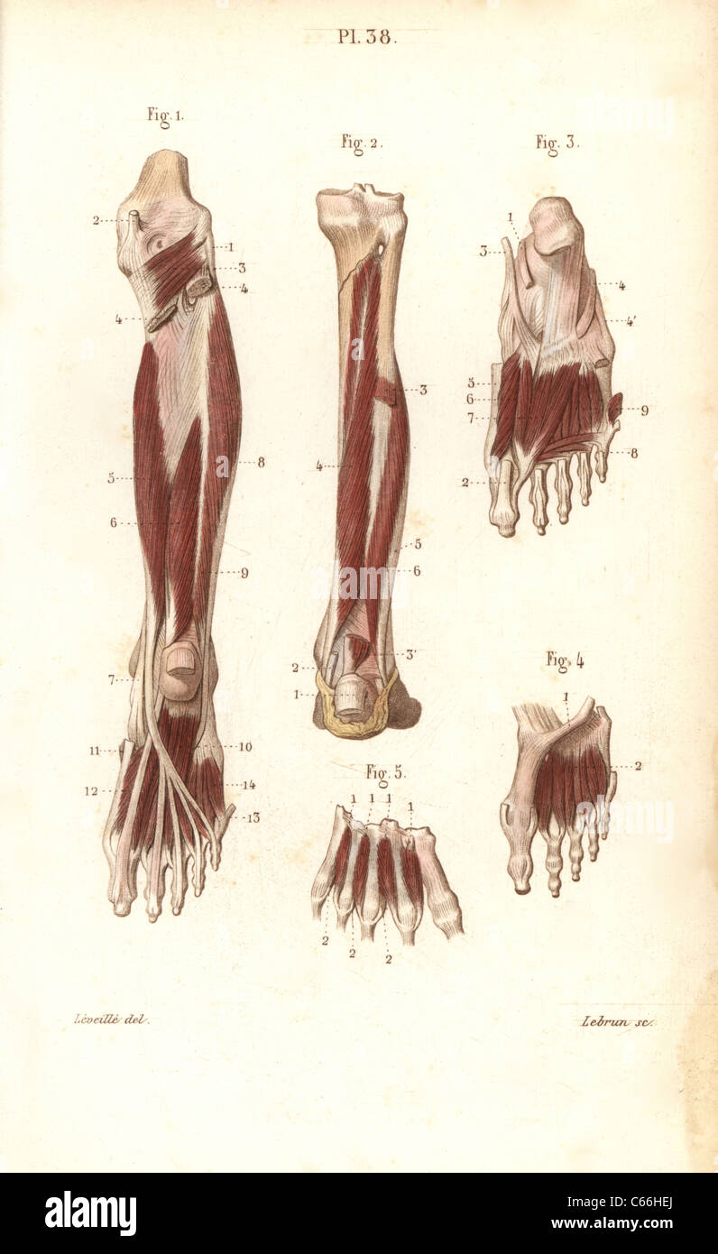 Muscles et tendons de la jambe et pied. Banque D'Images