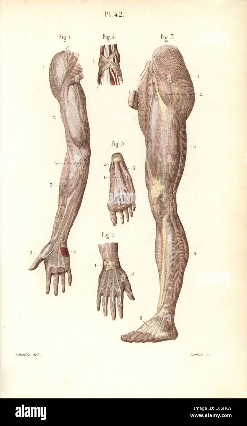Aponeuroses du bras, jambe, main et pied. Banque D'Images