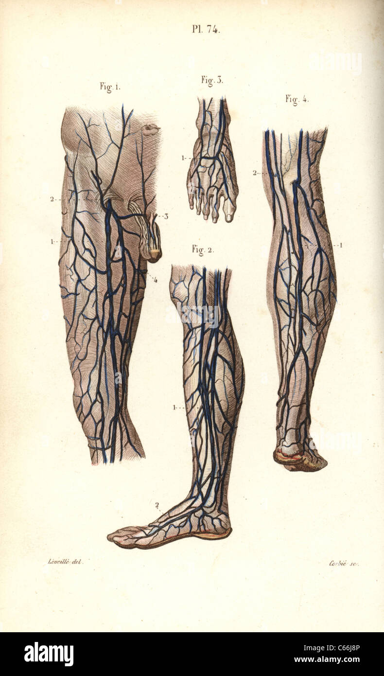 Des veines à la jambe et pied. Banque D'Images
