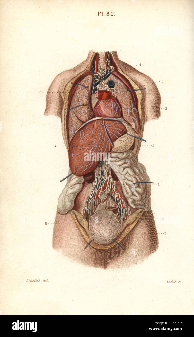 Système lymphatique au thorax et l'abdomen. Banque D'Images