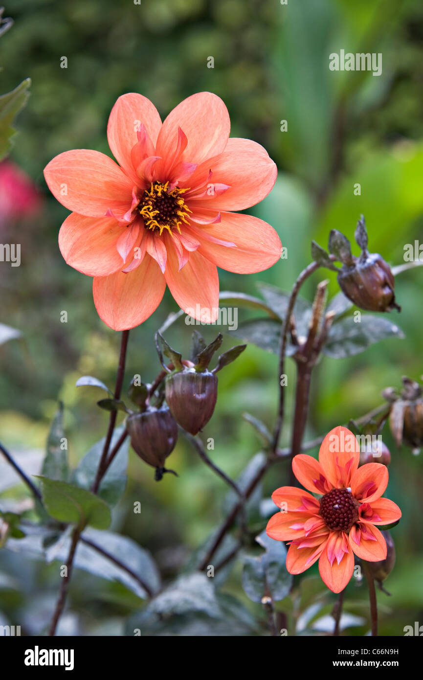 Rose Fleurs Dahlia Collerette Reddy dans Jardins Hamilton Waikato ile du Nord Nouvelle Zélande Banque D'Images