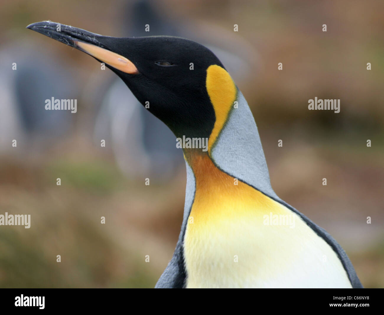 King Penguin Iles Falkland Banque D'Images