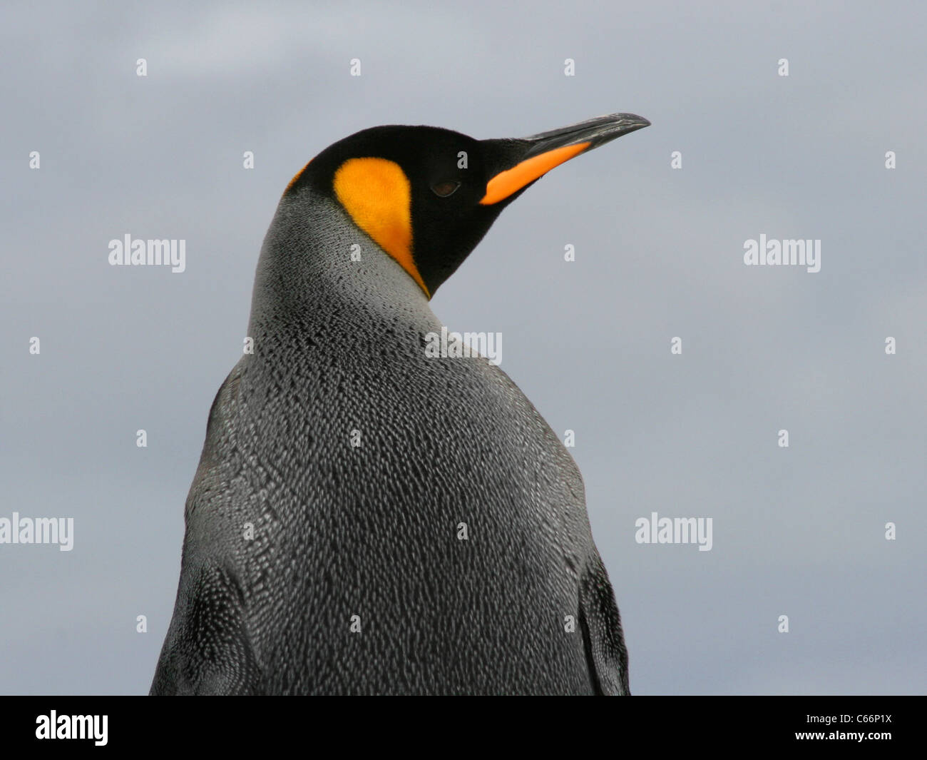 King Penguin Îles Falkland de derrière profile Banque D'Images