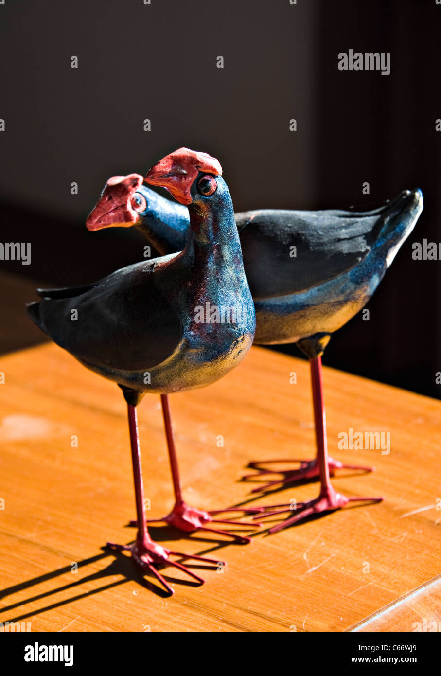 Pukeko ornementales ou talève sultane oiseaux sur une table dans l'Île du Nord Nouvelle-zélande Hamilton Banque D'Images