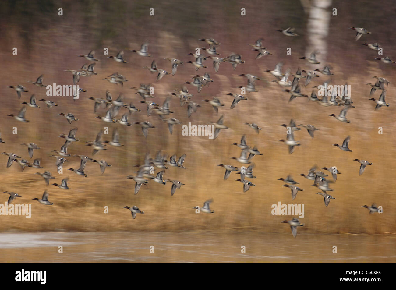 TEAL Anas crecca un troupeau de teal en vol (floue pour illustrer le mouvement) Yorkshire, UK Banque D'Images