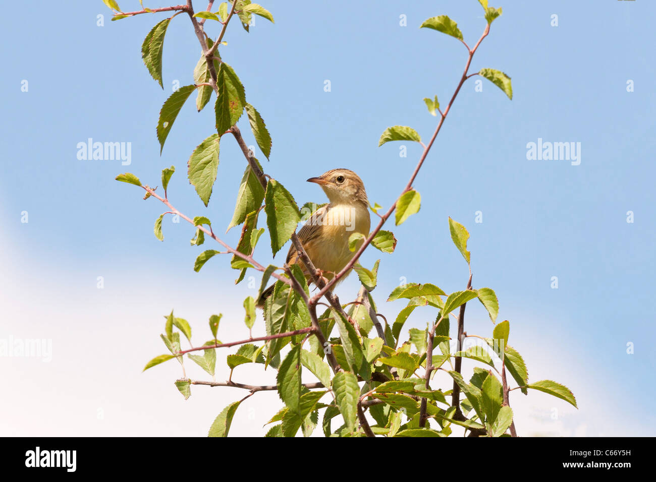 Paruline rayée (Fantail juncidis Cisticole) sur un branc contre le ciel bleu Banque D'Images