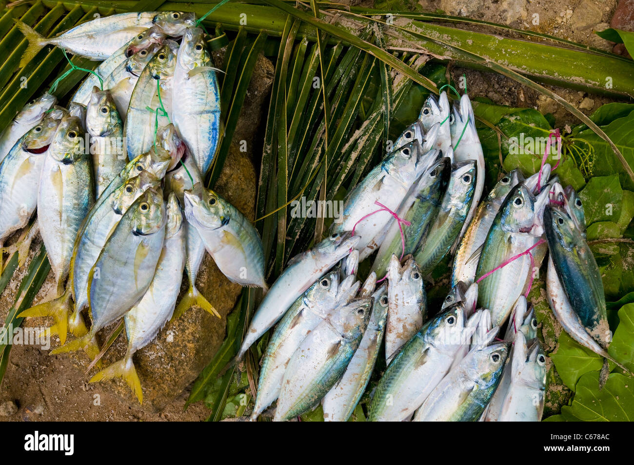 Des poissons fraîchement pêchés, plage de Beau Vallon, Mahe, Seychelles Banque D'Images