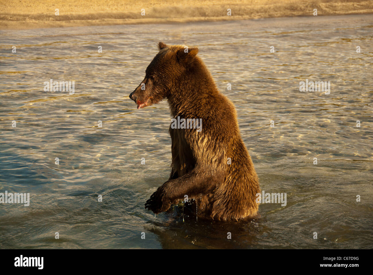 Brownbear debout dans la rivière pour le saumon, Kuliak seraching Bay, katmai NP, Alaska Banque D'Images