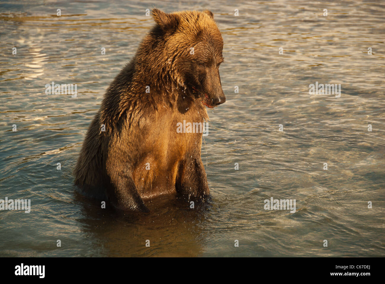 Brownbear debout la conservation dans l'eau, à la recherche de saumons, Kinak Bay, Katmai NP. Alaska Banque D'Images