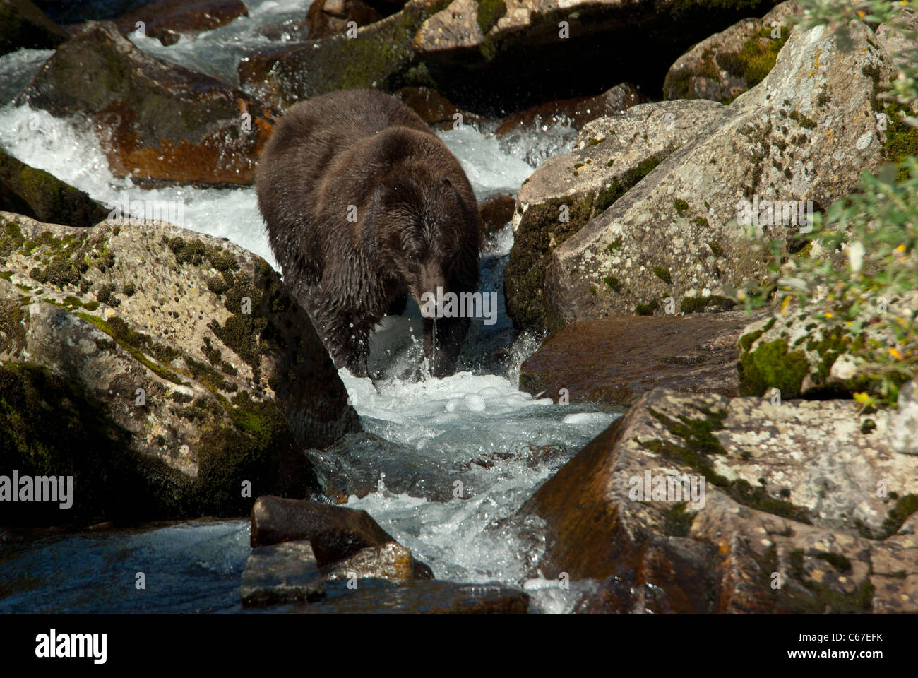Brownbear pêche en petit ruisseau, Kinak Bay, Katmai NP, Alaska Banque D'Images