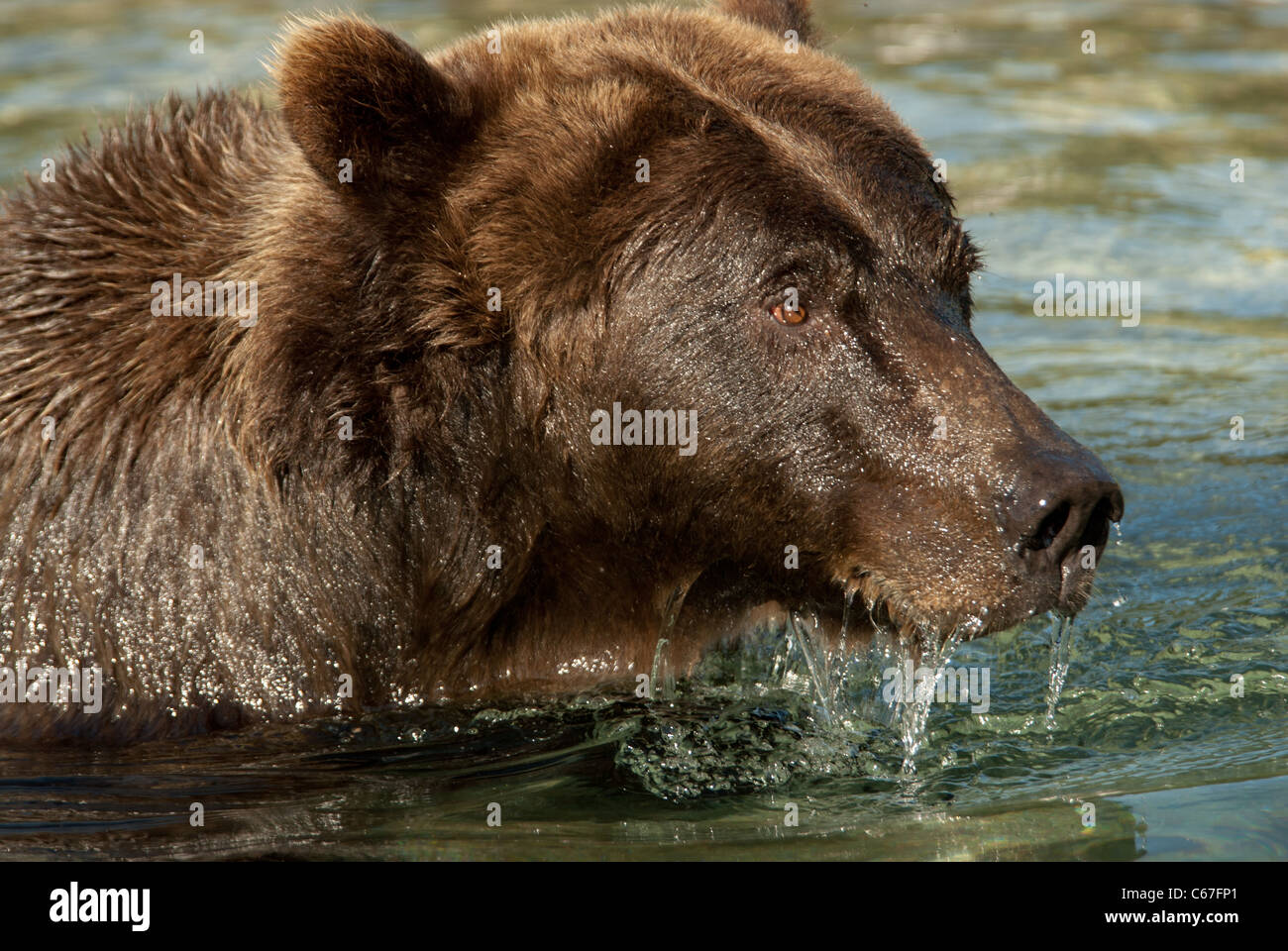 Brownbear tête avec l'écoulement d'eau, rivière Kuliak ay, Katmai NP. Alaska Banque D'Images