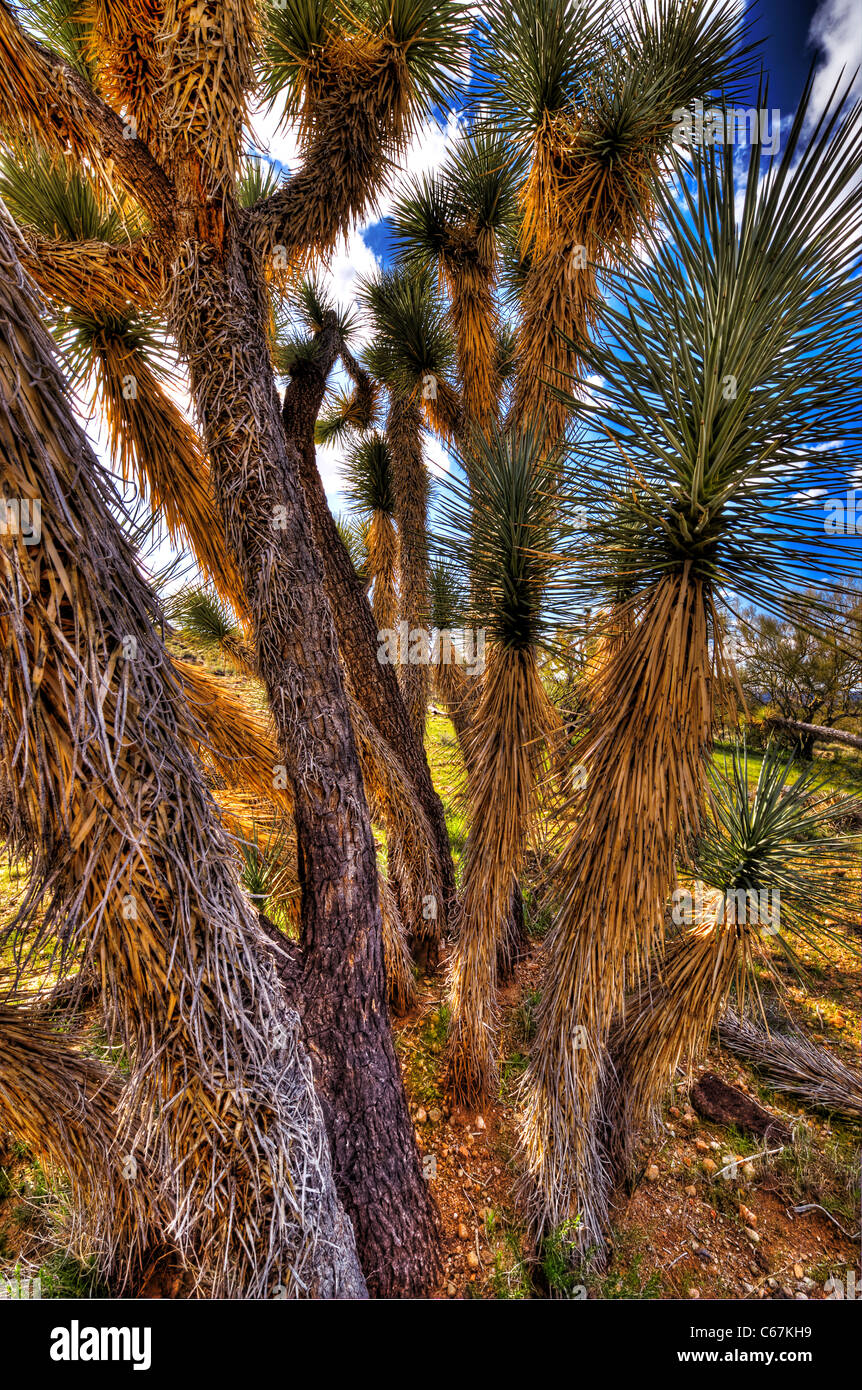 Le Joshua Tree, le plus grand des yuccas, ne pousse que dans le désert de Mojave. Les fleurs. Banque D'Images