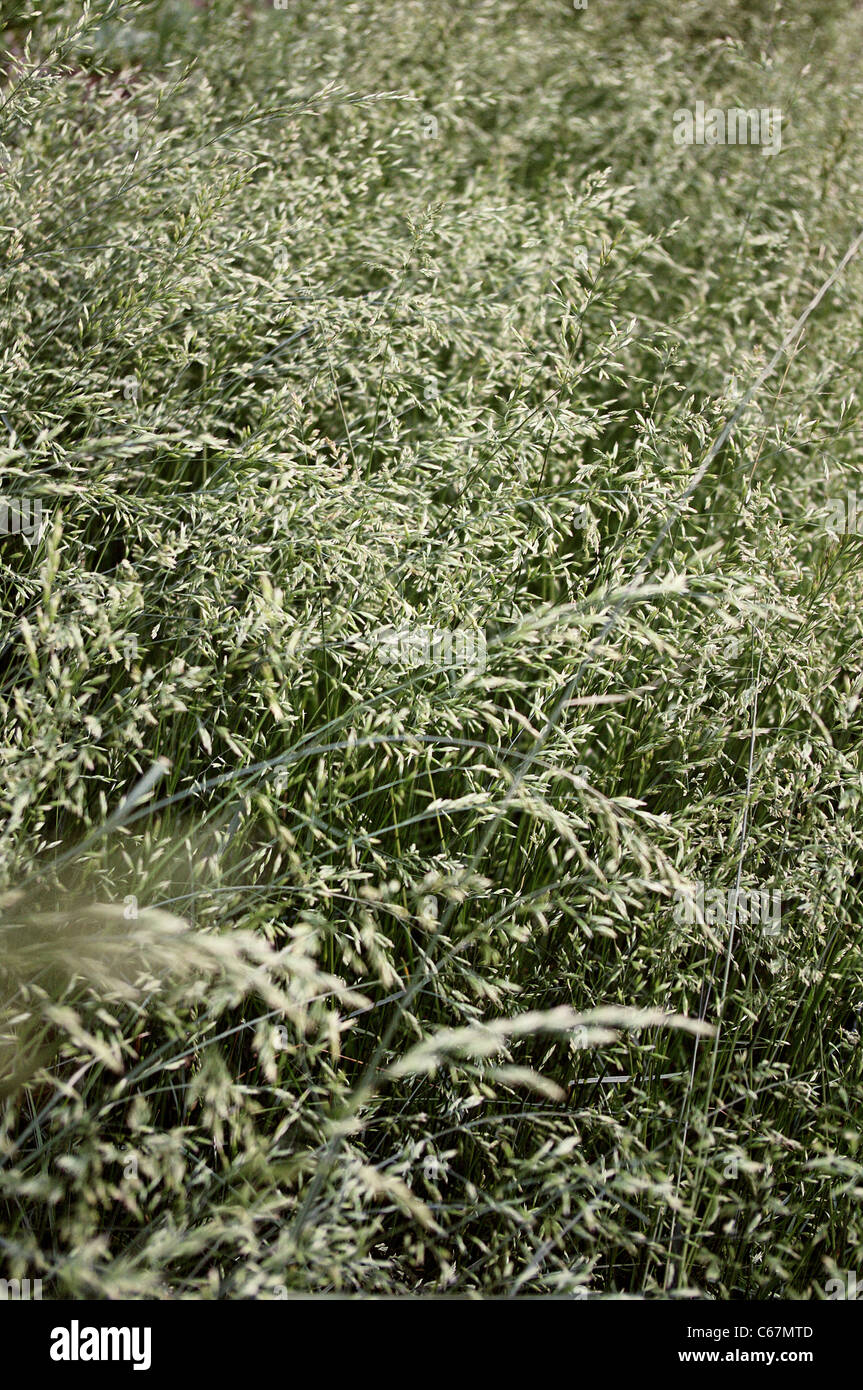 Hauteur de l'herbe d'avoine (Arrhenatherum elatius (L.) Beauv.) une politique commune de hautes herbes vivaces (vue de dessus). Banque D'Images