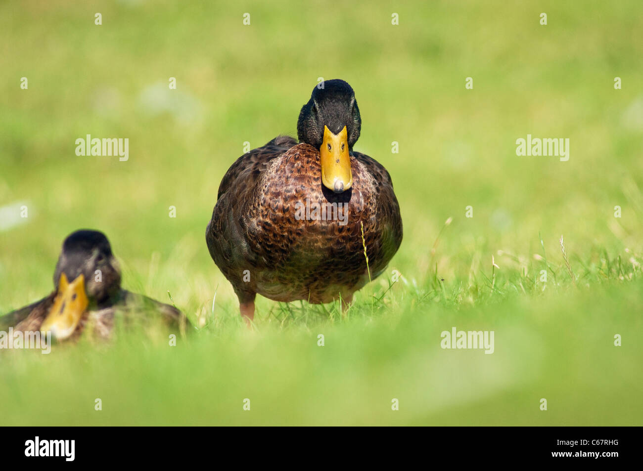 Les Canards colverts (Anas platyrhynchos) Banque D'Images