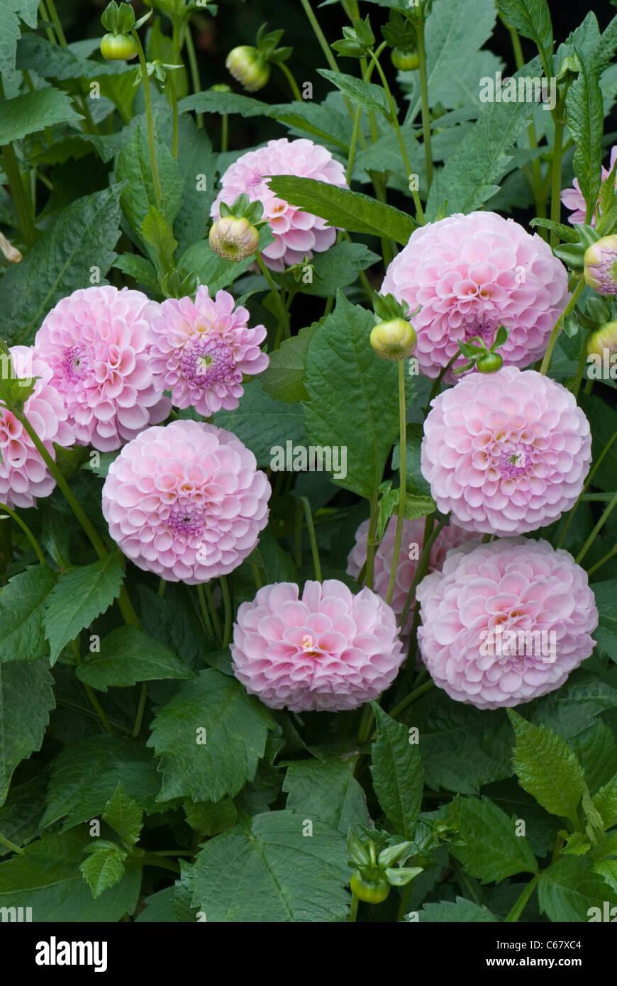 Pom Pom rose dahlia 'Stoize von Berlin' Banque D'Images