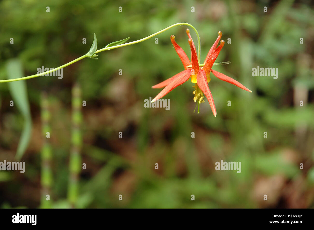 Un superbe 'Red Columbine' à propos de fleurir dans l'ouest de Washington, pour atteindre de façon horizontale dans le cadre. Banque D'Images