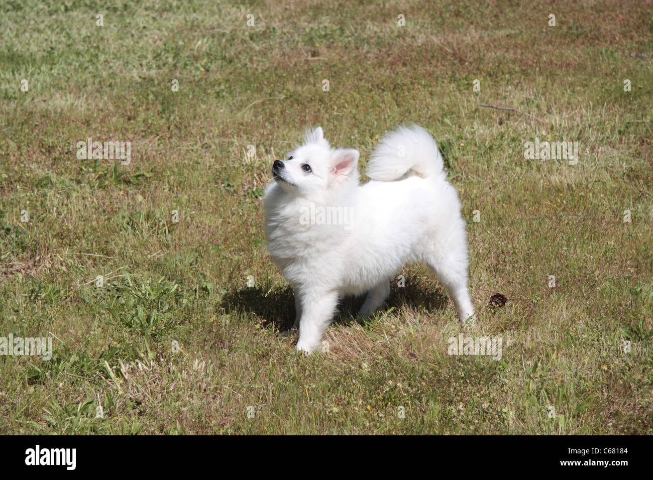 American Eskimo Dog miniature à 5 mois Banque D'Images