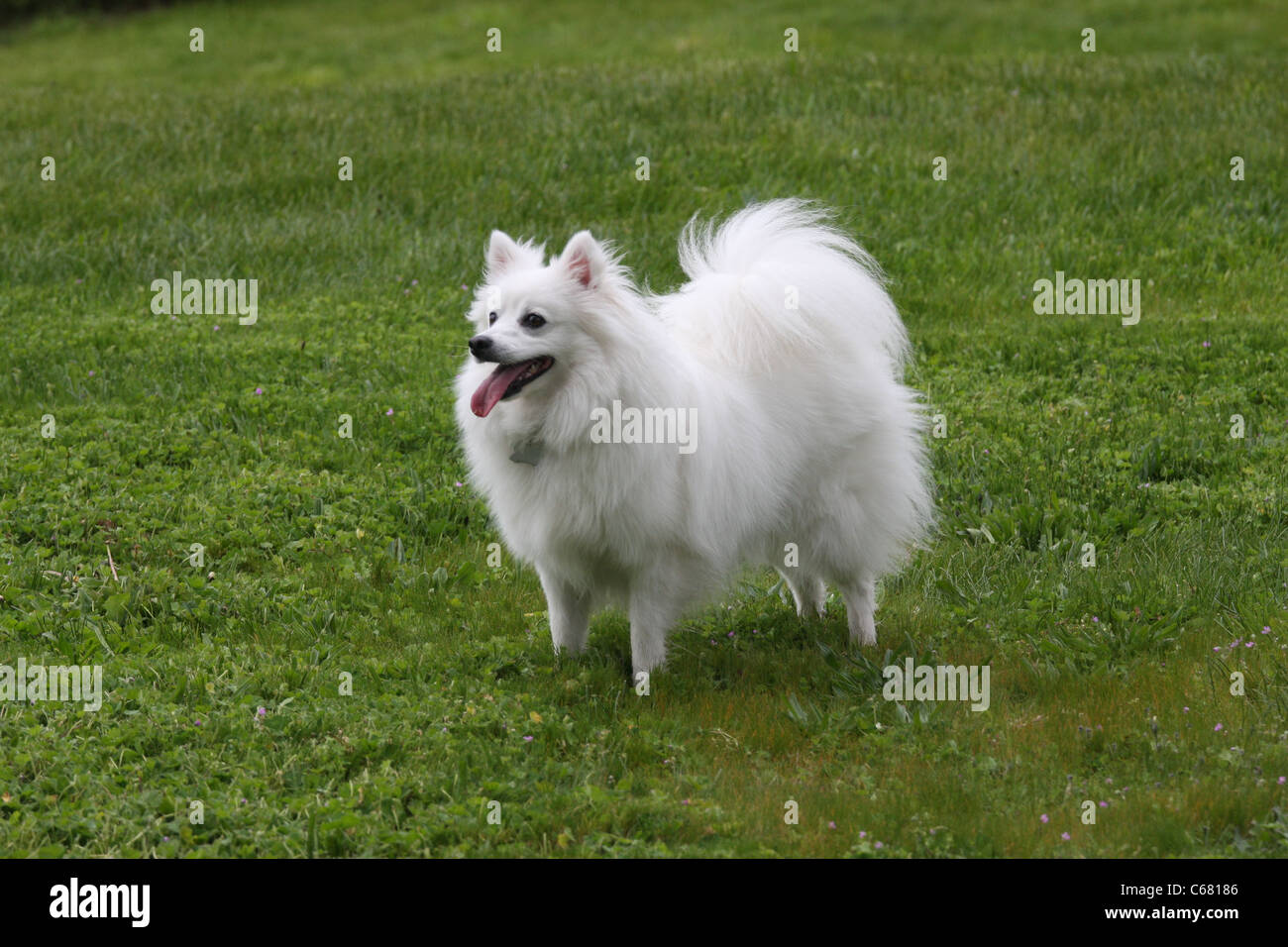 American Eskimo Dog miniature à 16 mois Banque D'Images