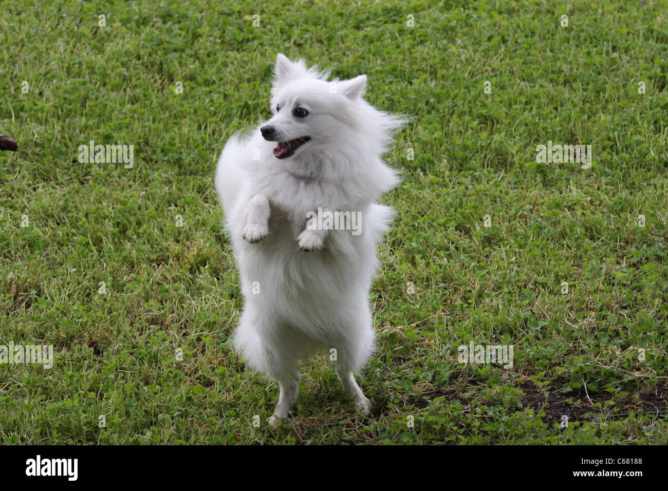 American Eskimo Dog miniature à 16 mois Banque D'Images