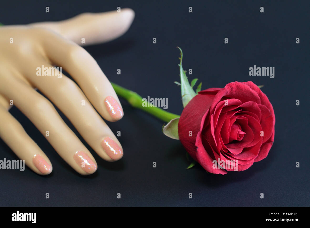 Manekin main un gros plan avec fleur de rose Banque D'Images