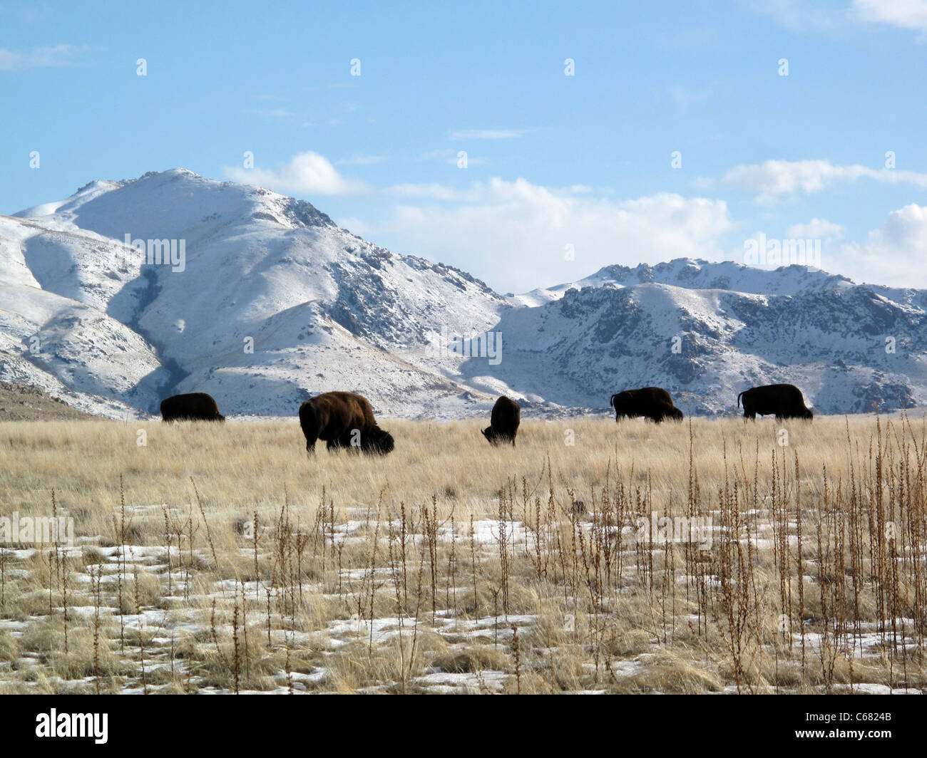 Bison américain pâturage sur Antelope Island, Italy Banque D'Images