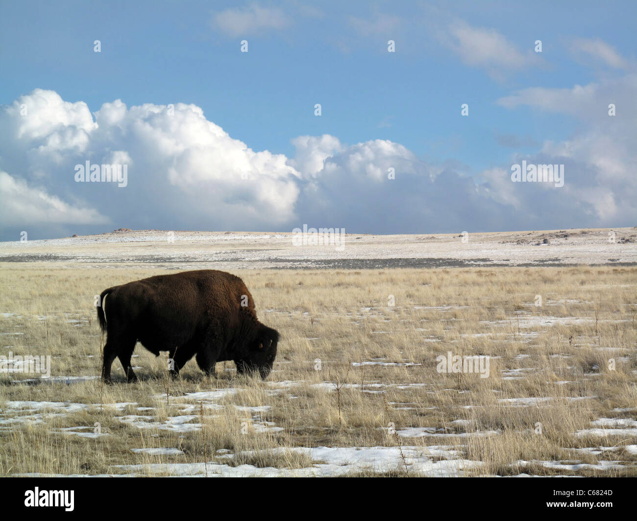 Bison américain pâturage sur Antelope Island, Italy Banque D'Images