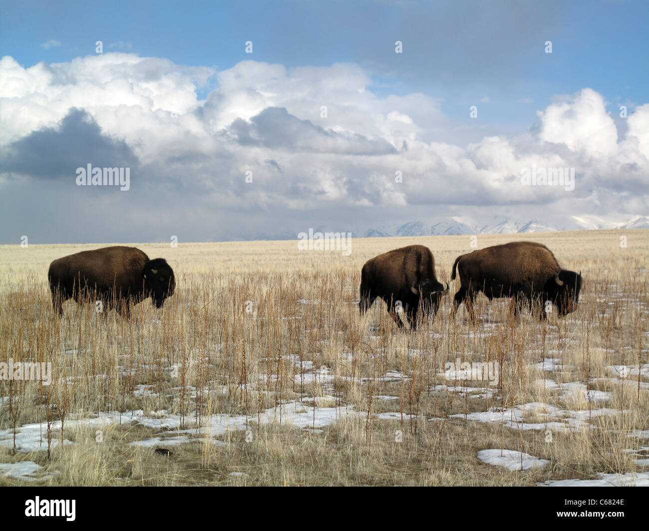 Bison américain pâturage sur Antelope Island, Italy Banque D'Images