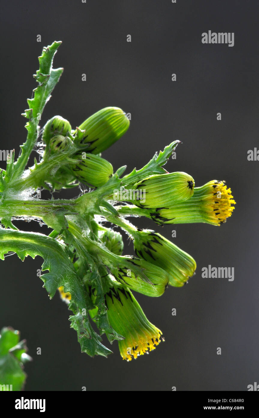 Le séneçon en fleur. Dorset, UK Avril 2011. Banque D'Images