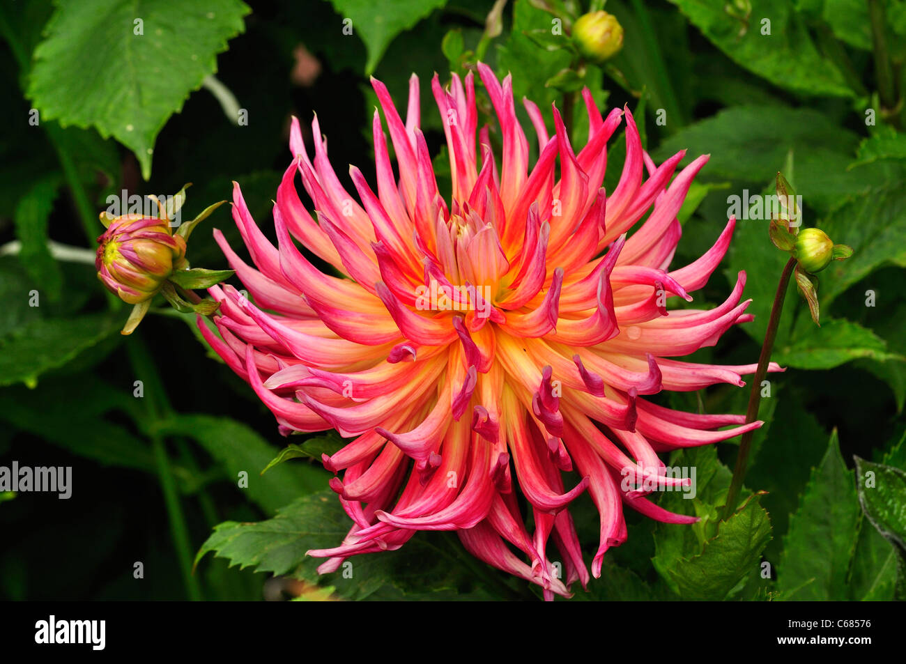 Un parfait chef d'une fleur dahlia rose dans un jardin Anglais UK Banque D'Images