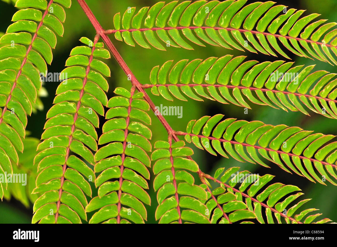 Feuillage vert d'arbustes albizia dans un jardin Anglais UK Banque D'Images