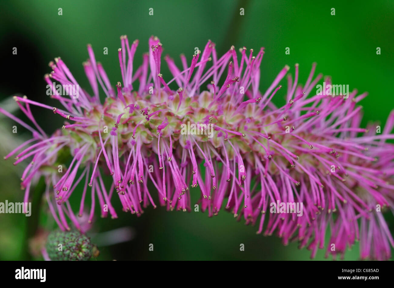 Un seul sanguisorba fleur dans un jardin Anglais UK Banque D'Images
