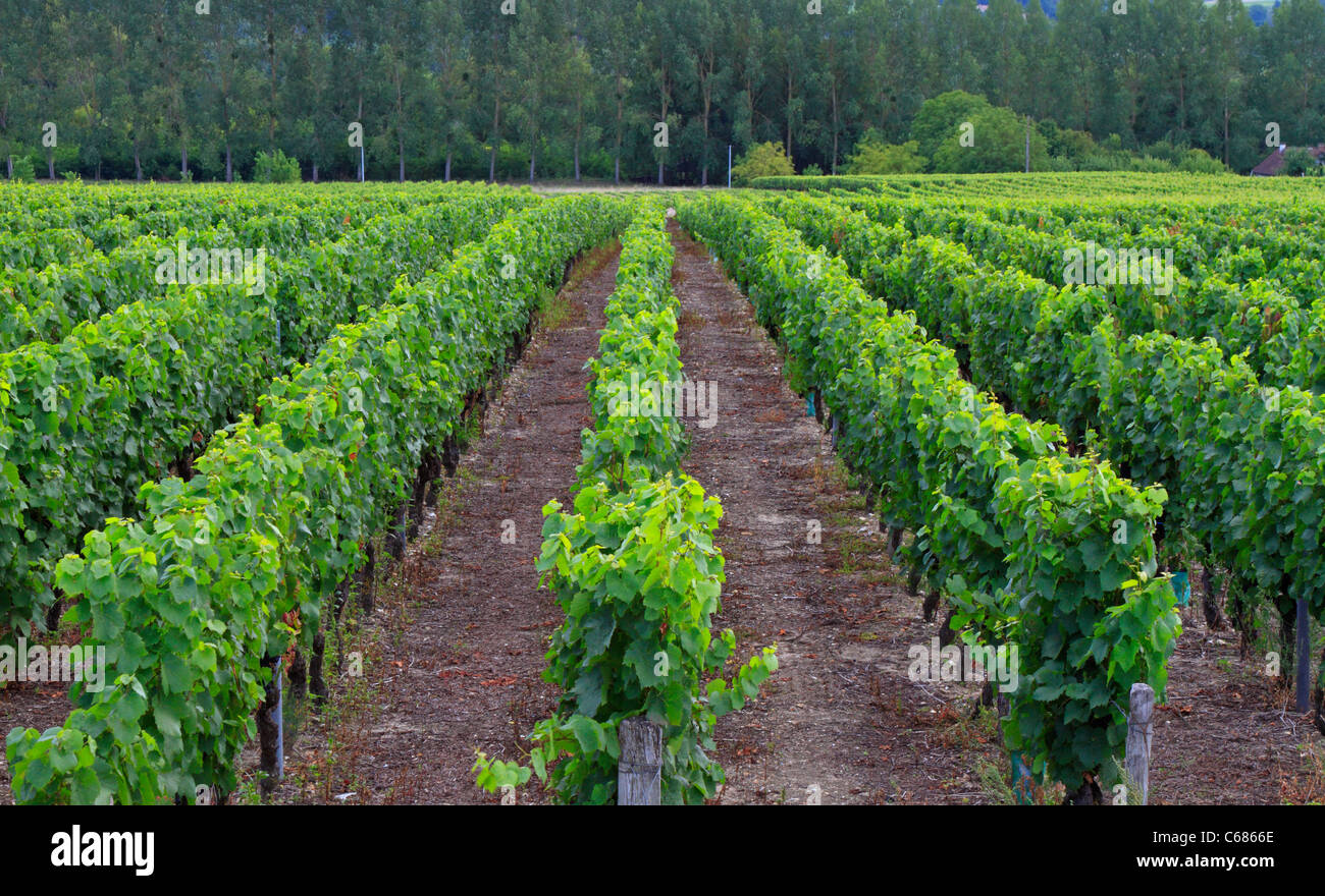 Touraine vignoble Domaine Leveque à Noyers sur Cher dans la vallée de la Loire, France. Banque D'Images