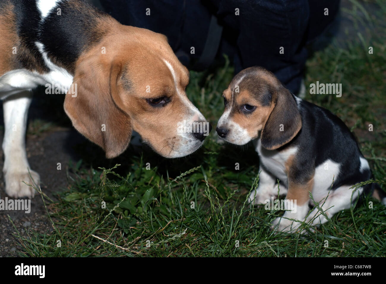 Beagles Banque D'Images