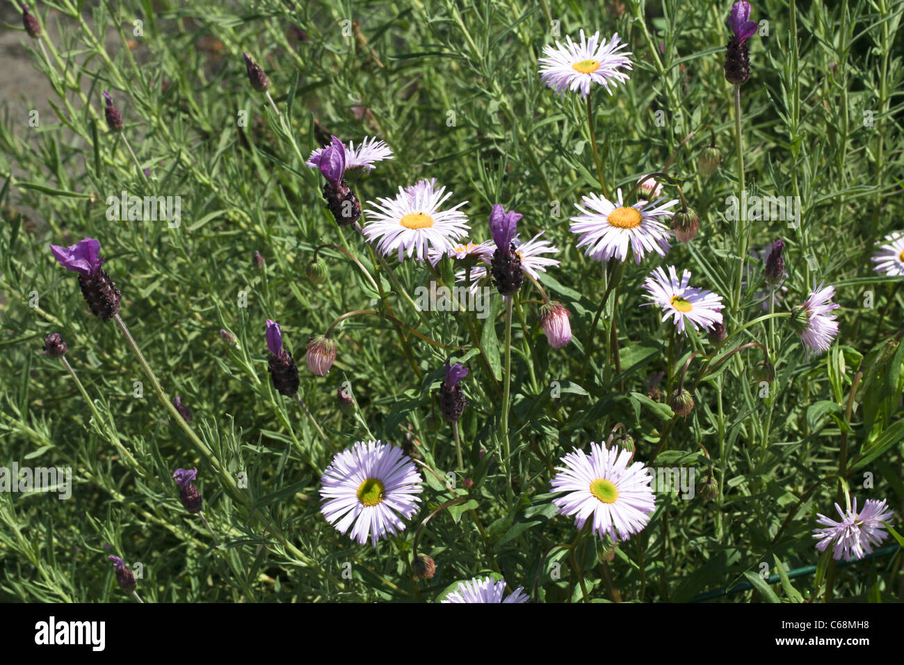 L'Erigeron et lavande française Banque D'Images