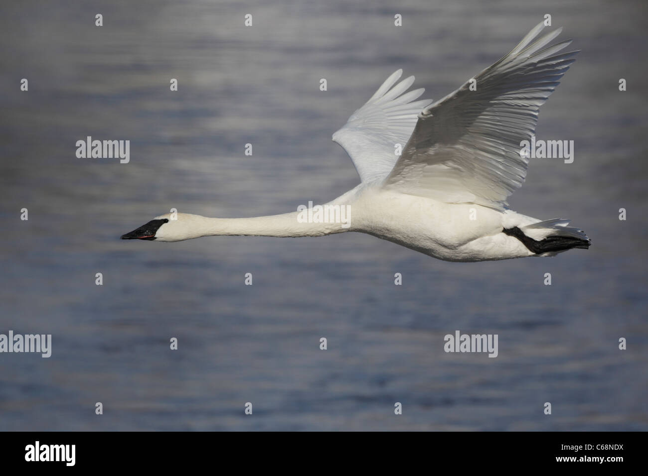 Cygne trompette (Cygnus buccinator) Flying Banque D'Images