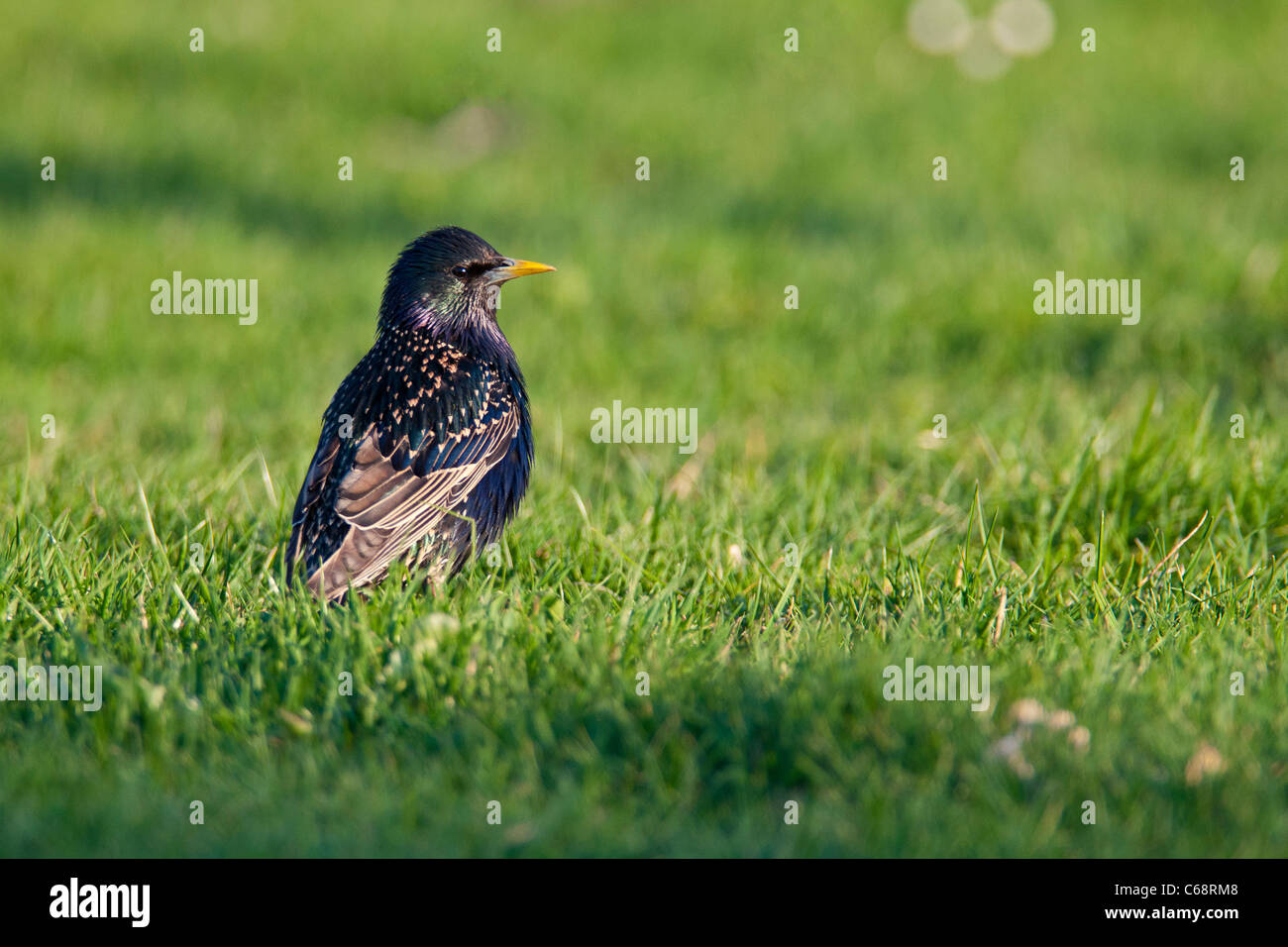 Étourneau sansonnet Sturnus vulgaris, dans la lumière du soir, est à la recherche de nourriture sur le sol. Banque D'Images