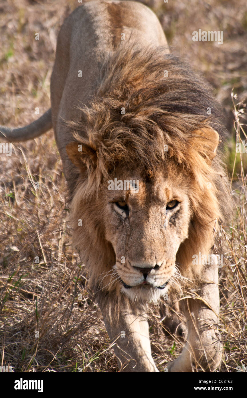 L'Afrique de l'Homme Lion, Panthera leo, Looking at camera, Masai Mara National Reserve, Kenya, Africa Banque D'Images