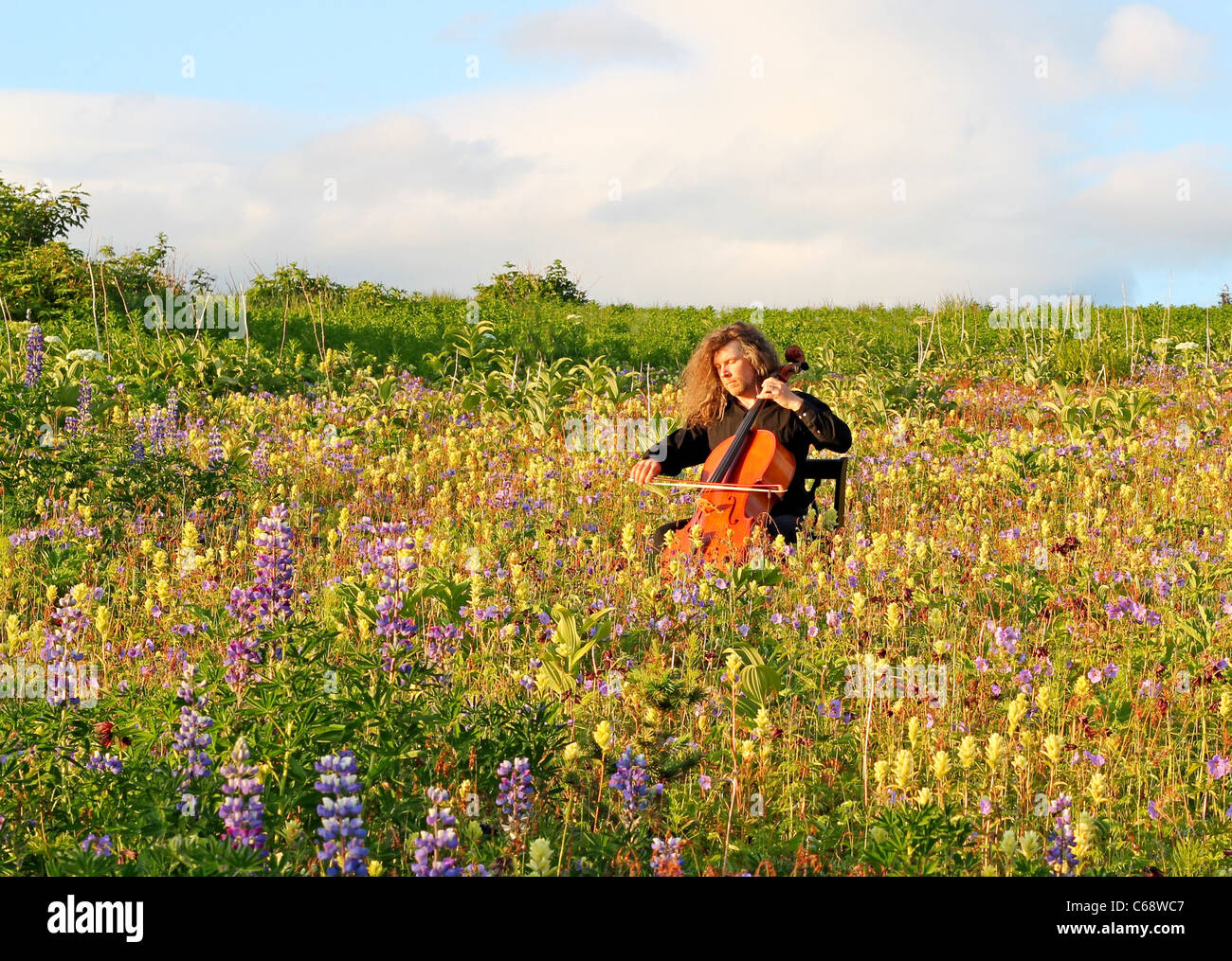 Homme jouant de violoncelle dans un champ de fleurs sauvages avec ciel bleu et nuages dans l'arrière-plan Banque D'Images