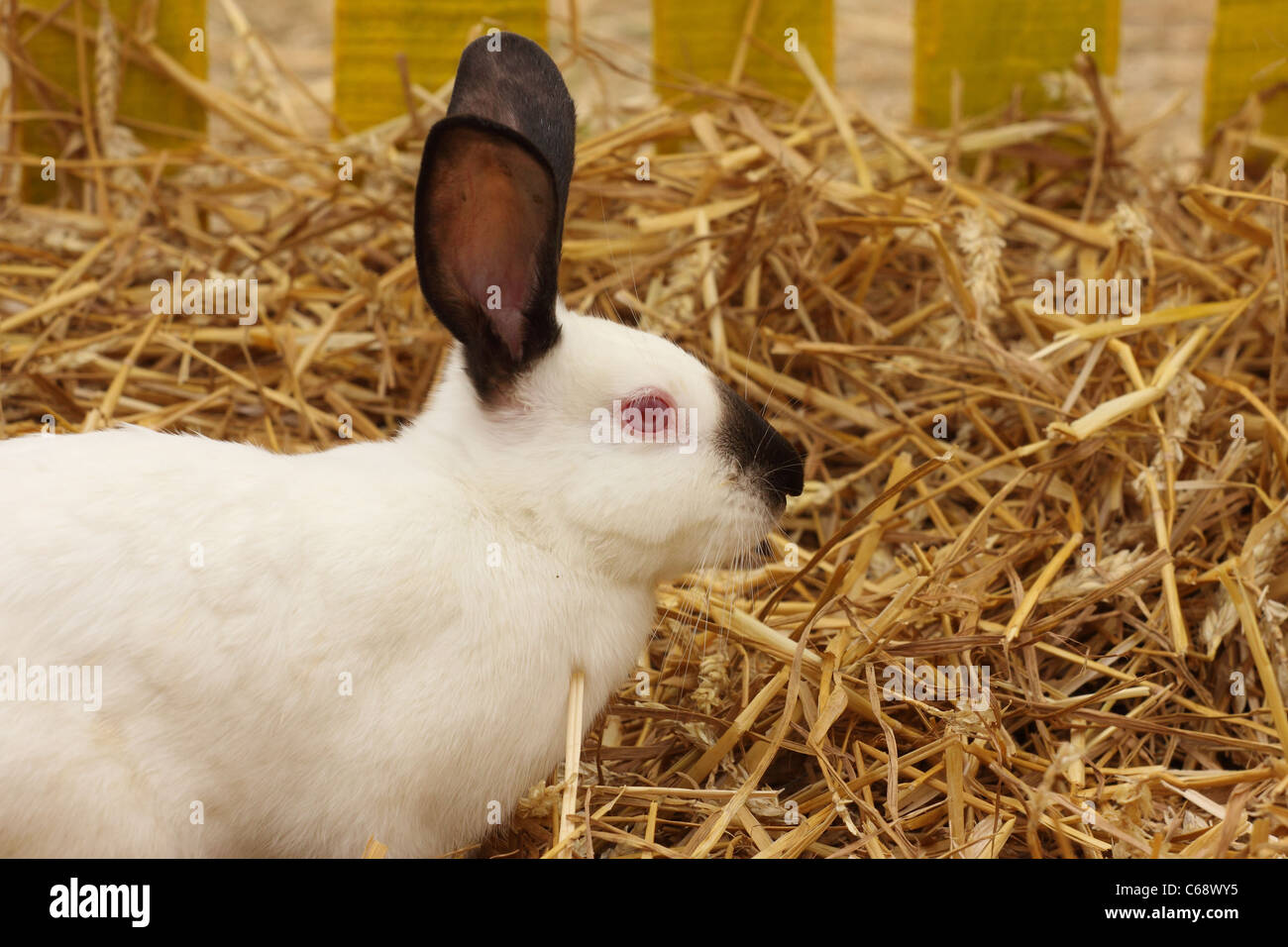 Close-up of a white rabbit farm dans le faisceau Banque D'Images