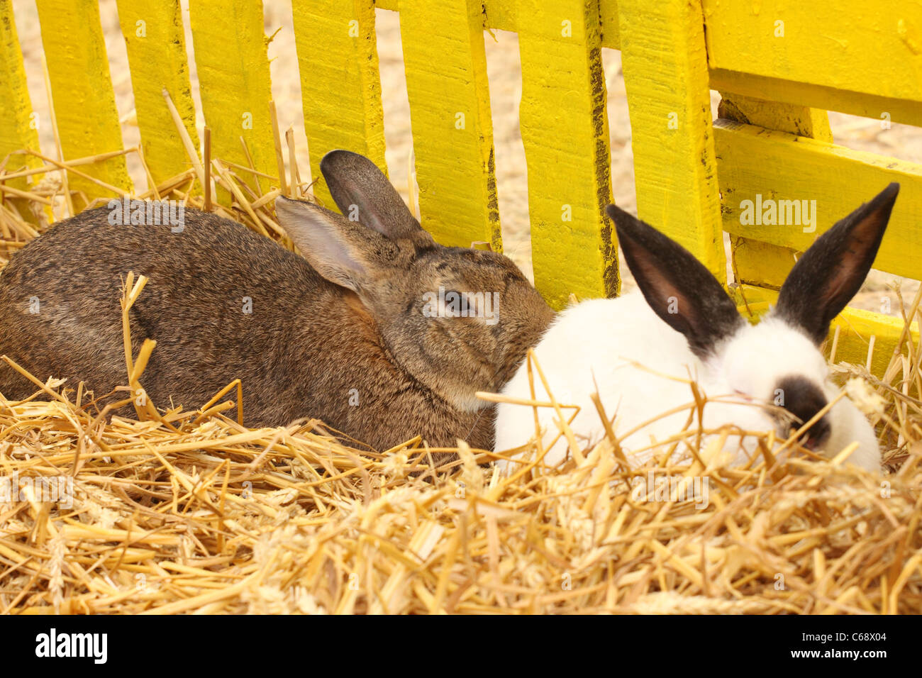 Close-up of a white rabbit farm dans le faisceau Banque D'Images
