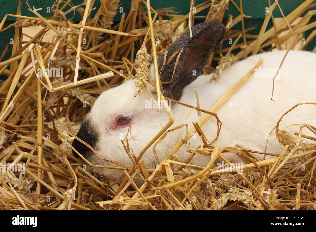 Close-up of a white rabbit farm dans le faisceau Banque D'Images