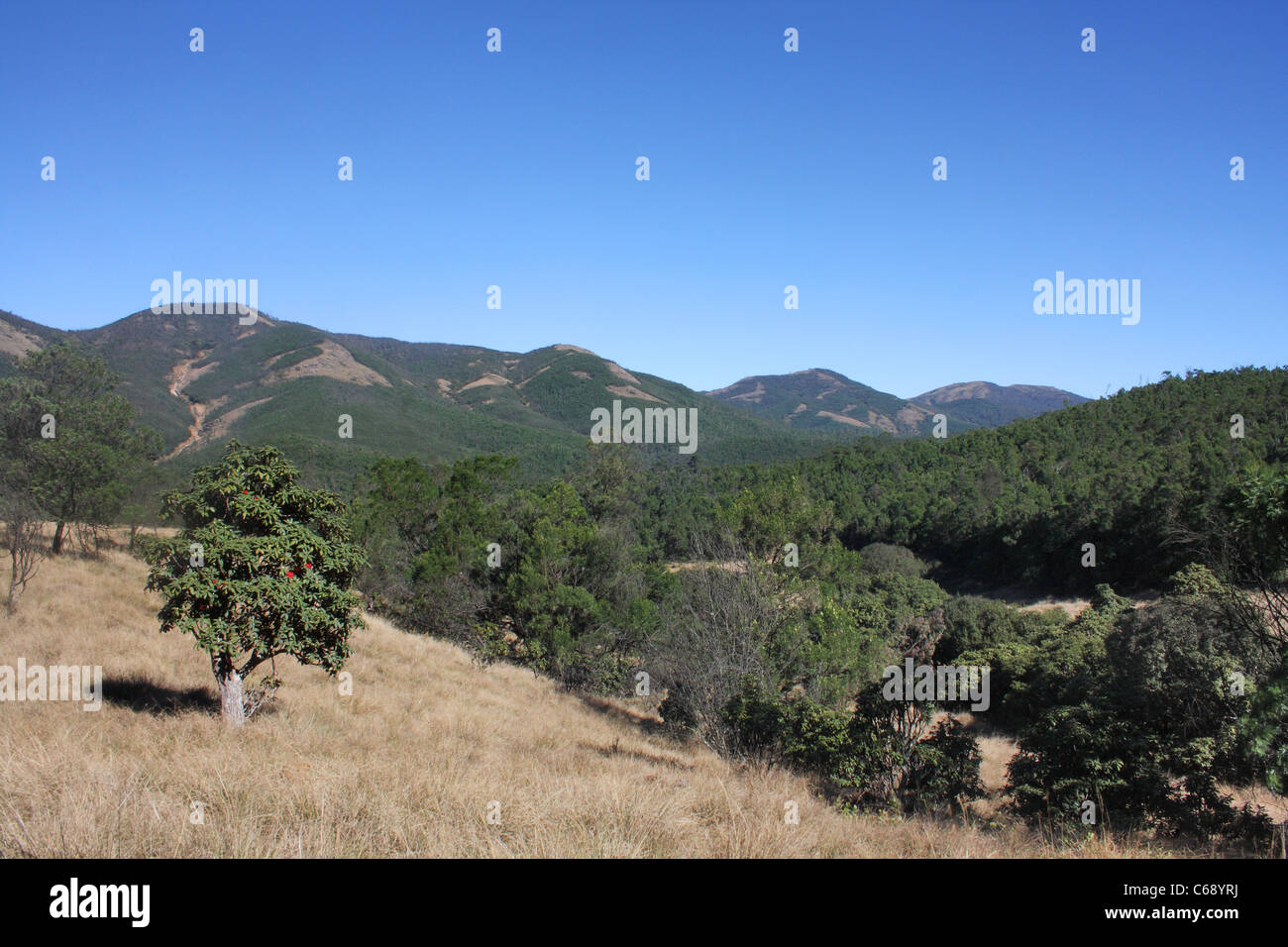 Paysage de Western Ghats Mukurthi National Park, Tamil Nadu Banque D'Images