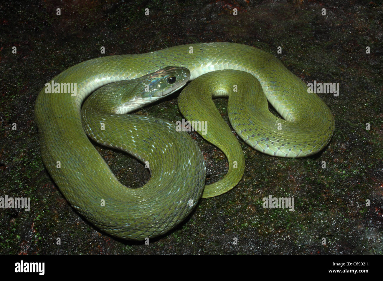 Macropisthodon plumbicolor KEELBACK VERT pas venimeuse rare Matheran, District de Raighad, Maharashtra, Inde Banque D'Images