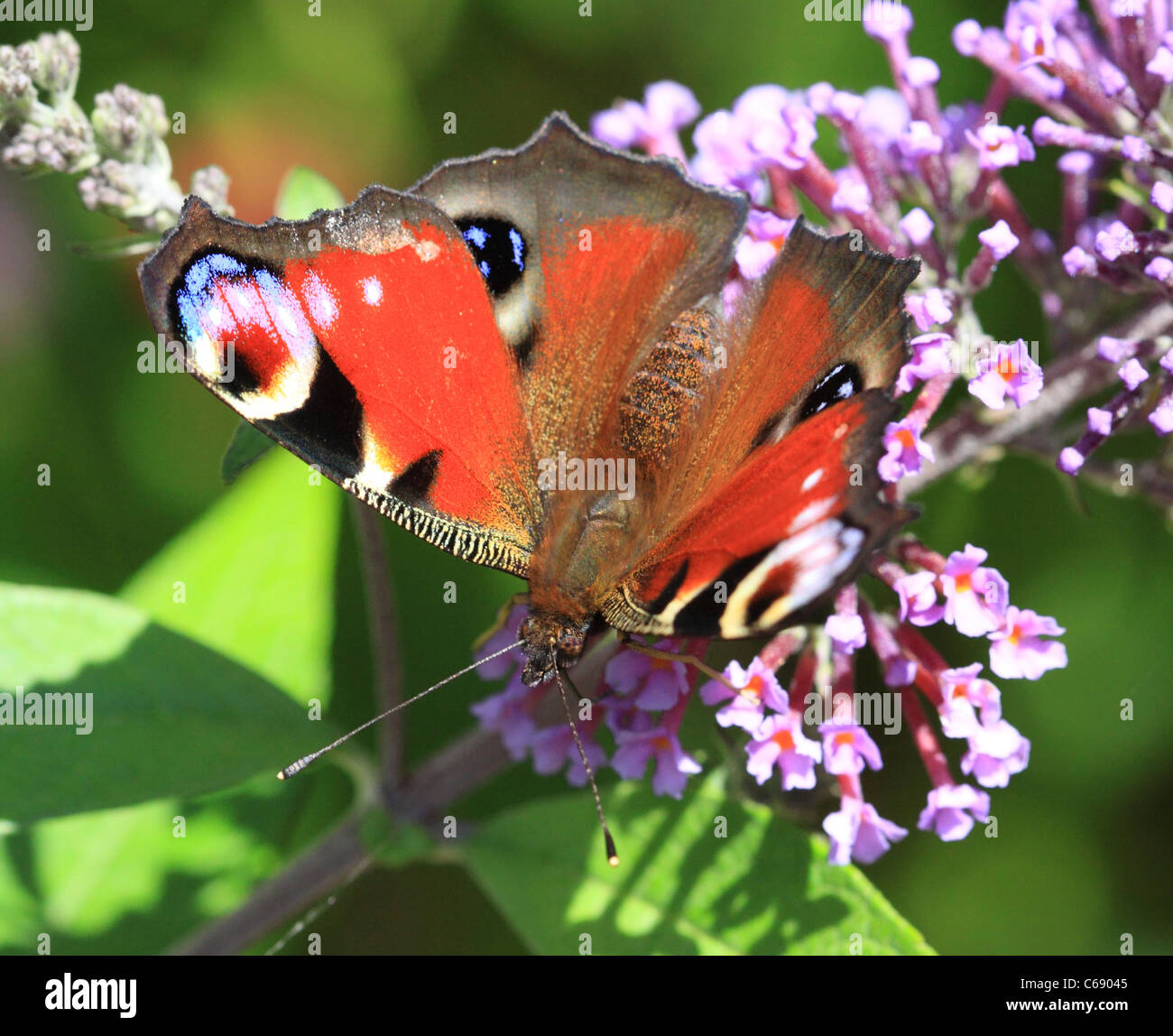 Peacock Butterfly ( Inachis io ) sur une fleur de Buddleia, Worcestershire, Angleterre, Europe Banque D'Images