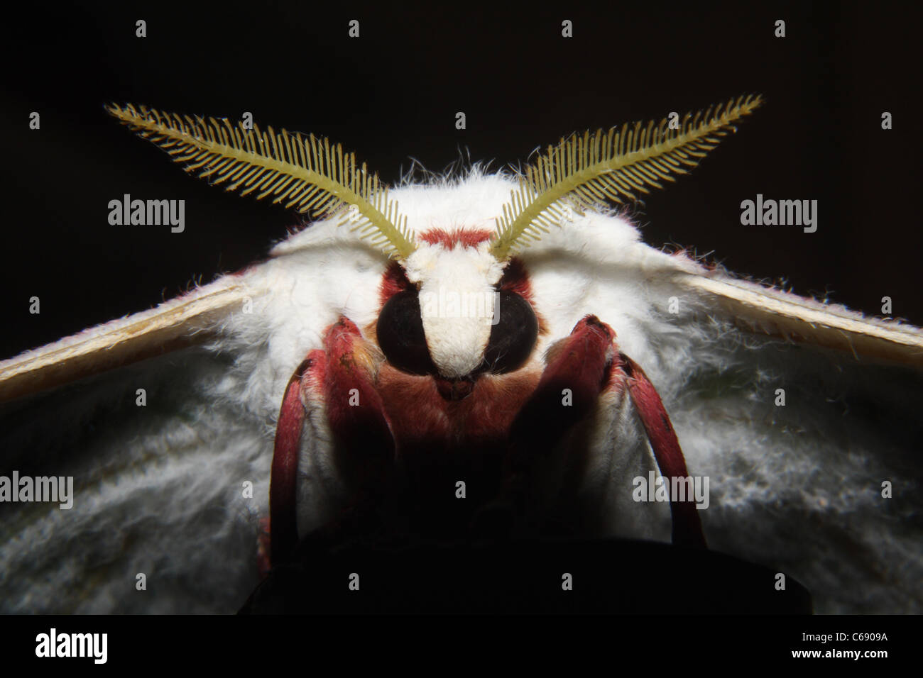 La lune indienne ou indien Papillon Luna Moth (Actias selene) Banque D'Images