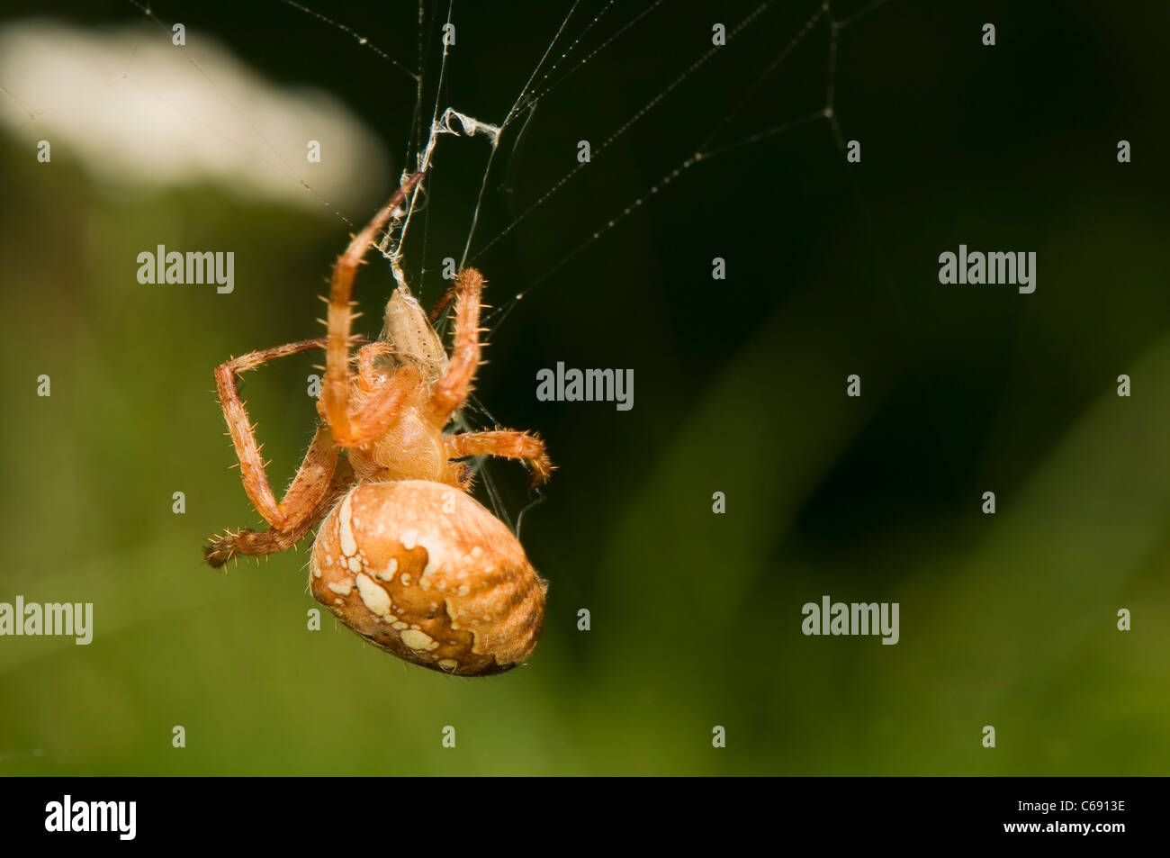 Araneus diadematus Banque D'Images