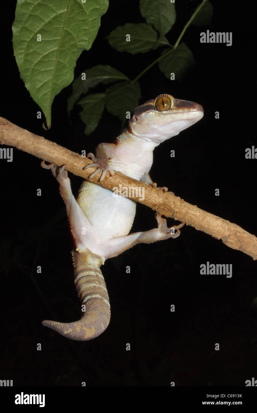 La masse bagués gecko, Geckoella dekkanensis. Aarey Milk Colony, Mumbai, Inde Banque D'Images